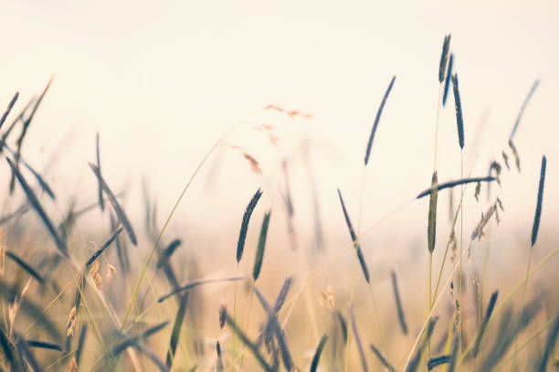 istock Wild grasses in a field at sunset. 983999792