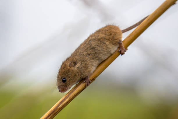 istock Harvesting mouse on stick of reed 984003780