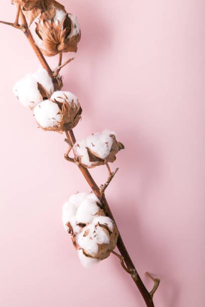 istock Cotton branch with fluffy blossoms on pink background. Vertical minimalistic composition with copy space. 984004424