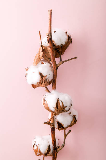 istock Cotton branch with fluffy blossoms on pink background. Vertical minimalistic composition with copy space. 984004444