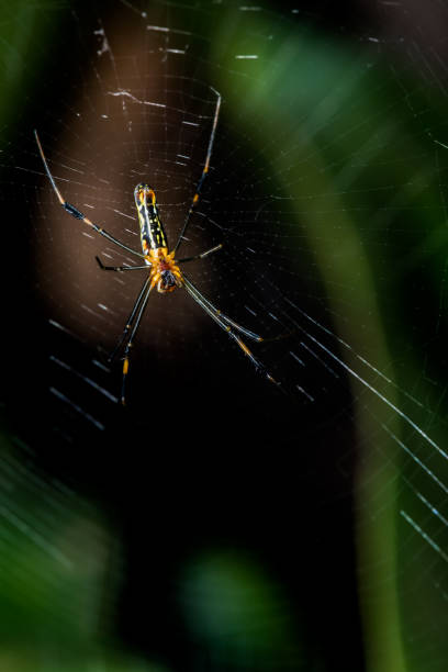 istock spider on the web in the forest, insect and animal 984004670