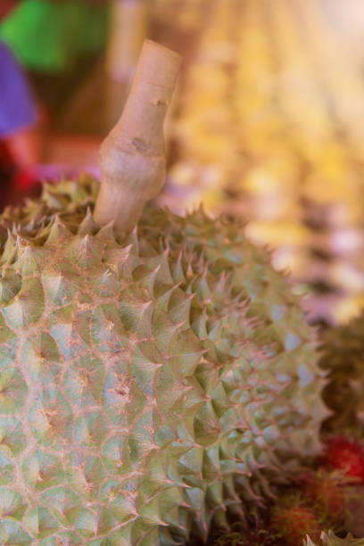 istock fresh durian in the farm, Thai King fruit 984004678