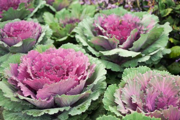 istock cabbage plant in nature garden 984011372