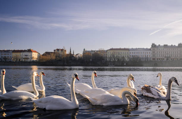 istock Swans. The Vltava River, Prague. 984015768