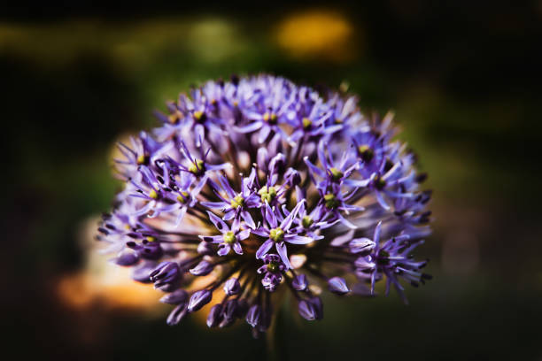 istock Purple allium blossom 984015888