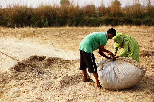 Rural farmers collecting husk in the field after wheat crop harvesting outdoor in the nature during summer season & loading it to the cart after collecting.