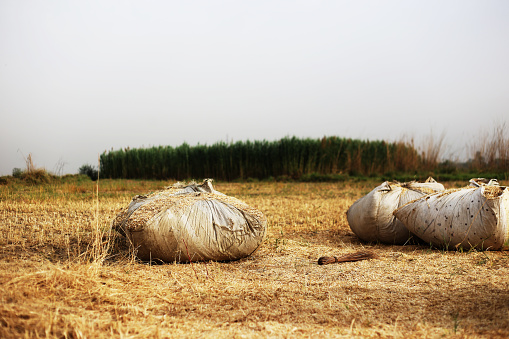 Husk wrapped in sacks after wheat crop harvesting.