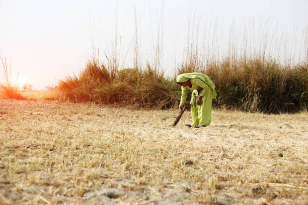 Rural farmers collecting husk in the field after wheat crop harvesting outdoor in the nature during summer season & loading it to the cart after collecting.