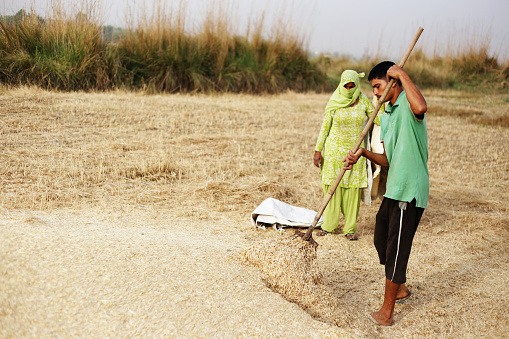 Rural farmers collecting husk in the field after wheat crop harvesting outdoor in the nature during summer season & loading it to the cart after collecting.