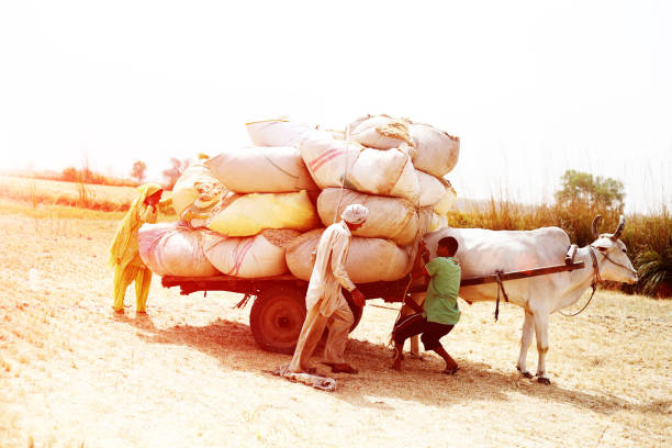 istock Farmer loading husk in to the cart after wheat harvesting 984020198