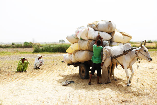 Rural farmers collecting husk in the field after wheat crop harvesting outdoor in the nature during summer season & loading it to the bull cart after collecting.