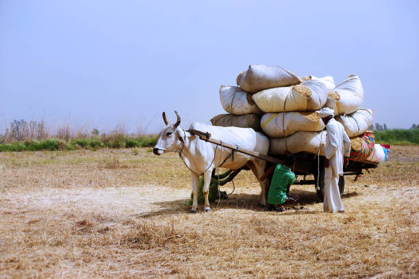 Rural farmers collecting husk in the field after wheat crop harvesting outdoor in the nature during summer season & loading it to the bull cart after collecting.