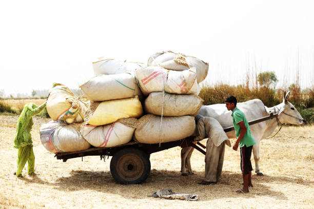 Farmer loading husk in to the cart after wheat harvesting Rural farmers collecting husk in the field after wheat crop harvesting outdoor in the nature during summer season & loading it to the bull cart after collecting. bullock cart india stock pictures, royalty-free photos & images