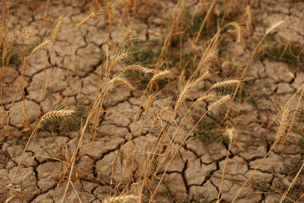 Barren land Wheat crop plants in drought land during summer season. dehydration stock pictures, royalty-free photos & images