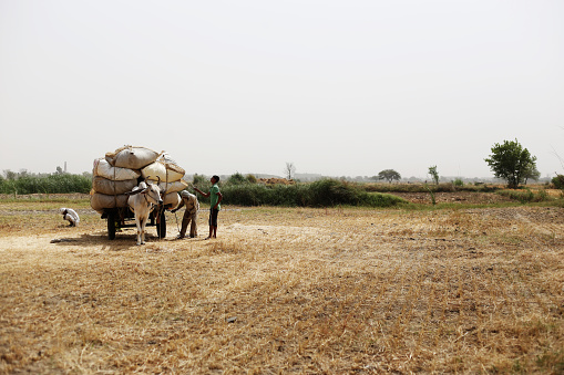 Rural farmers collecting husk in the field after wheat crop harvesting outdoor in the nature during summer season & loading it to the bull cart after collecting.