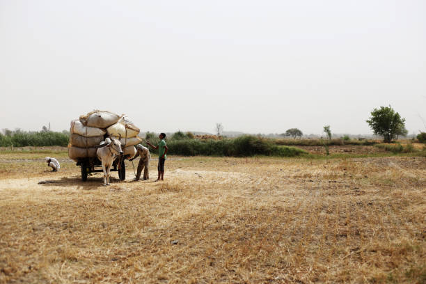 Farmer loading husk in to the cart after wheat harvesting Rural farmers collecting husk in the field after wheat crop harvesting outdoor in the nature during summer season & loading it to the bull cart after collecting. bullock cart india stock pictures, royalty-free photos & images
