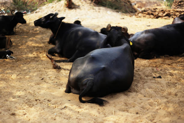 Domestic cattle resting outdoor in the nature during summer season in afternoon.