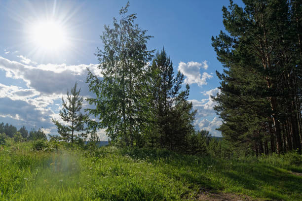 istock Summer day in a pine forest landscape 984023092