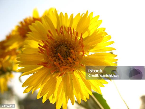Caléndula Foto de stock y más banco de imágenes de Aire libre - Aire libre, Amarillo - Color, Angiosperma
