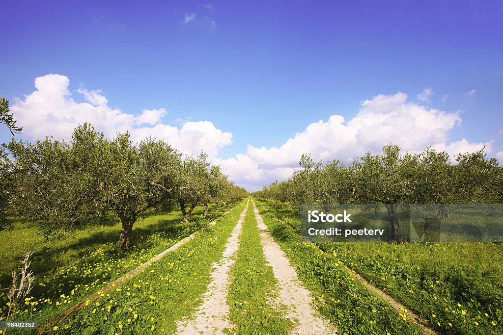 olive tree campo - Foto de stock de Sicília royalty-free