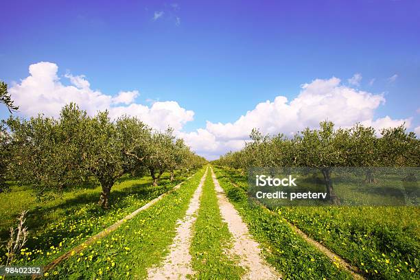 Foto de Olive Tree Campo e mais fotos de stock de Sicília - Sicília, Oliveira, Estrada