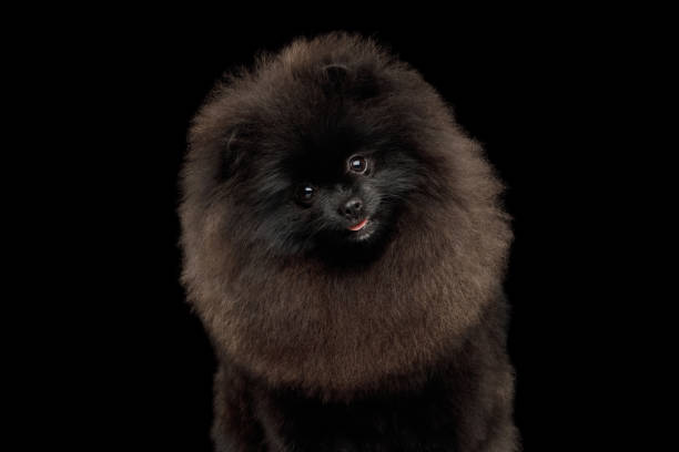 istock Pomeranian Spitz Dog on Black 984023700