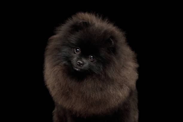 istock Pomeranian Spitz Dog on Black 984023858