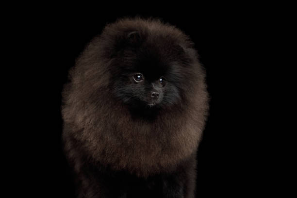 istock Pomeranian Spitz Dog on Black 984023974