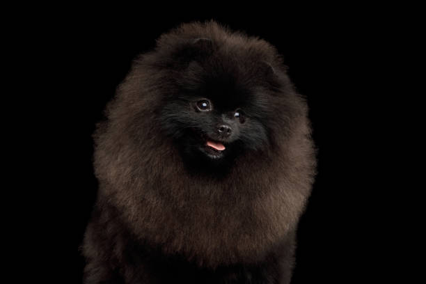istock Pomeranian Spitz Dog on Black 984024076