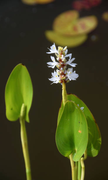 istock white pickerelweed in a garden pond 984033240