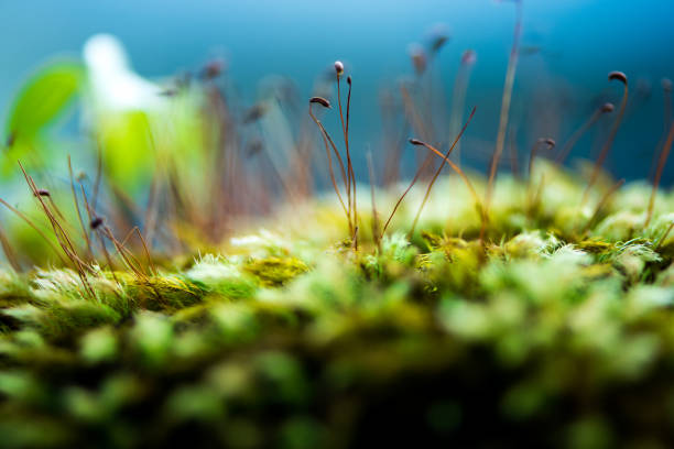 istock Micro fern fronds - 1mm size fern 984033266
