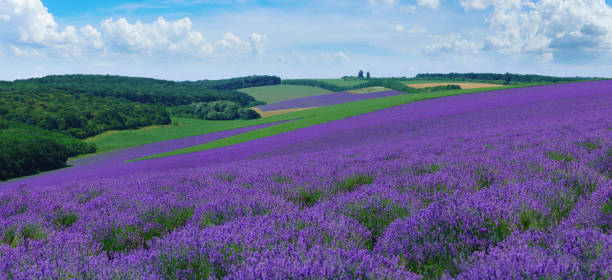 istock Panorama of summer hills landscape with blooming lavender fields. 984033478