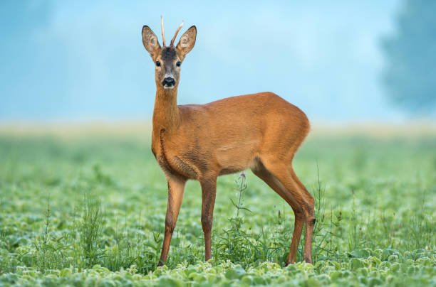 istock Wild roe buck standing in a soy field 984033650