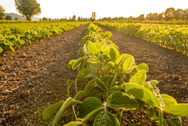 istock Young soy plants growing in a field, lit by warm late evening light 984033654