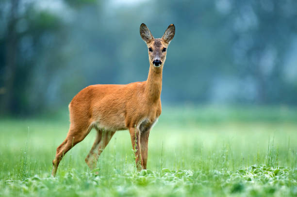 istock Female roe deer standing in a soy field 984033698