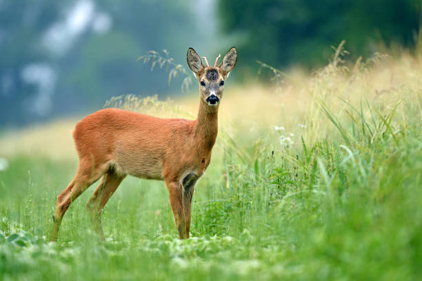 istock Young roe deer standing in a field and looking at the camera 984034538