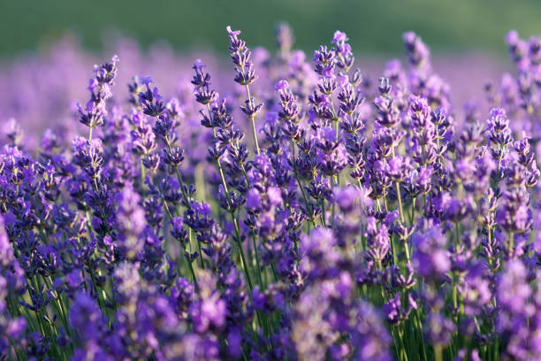 istock Beautiful violet lavender flowers on lavender field. 984035770