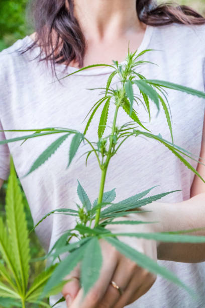istock cannabis weed pot marijuana legalization medicine 984045510