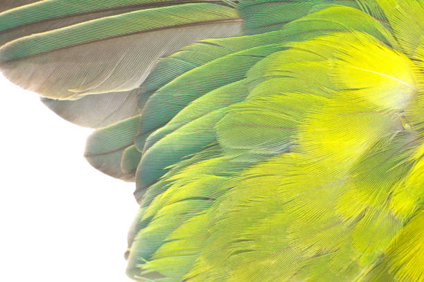 Beautiful wing lovebird feather isolated on white background with chipping path