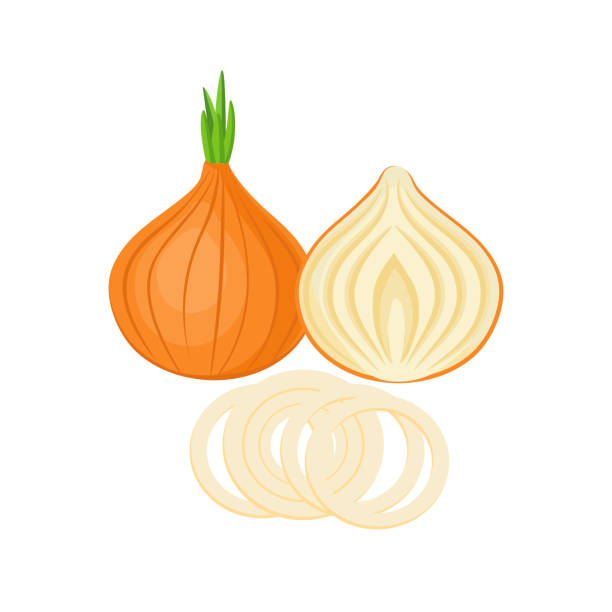 onion onion whole and slices isolated on white background. Vector illustration. ingredients for cooking. onion stock illustrations