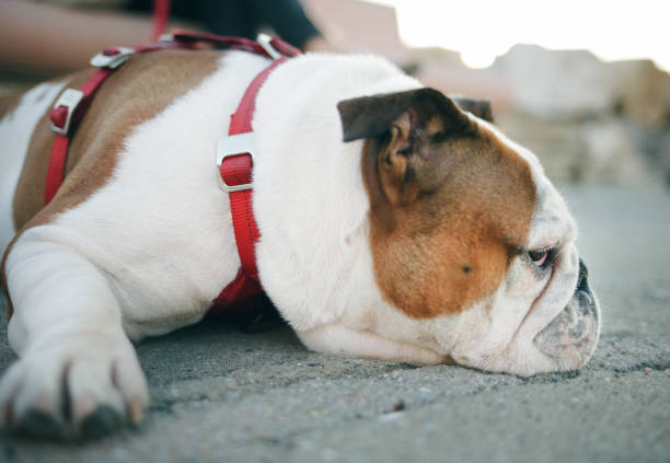 pies leży na ulicy - dog lying down tired street zdjęcia i obrazy z banku zdjęć