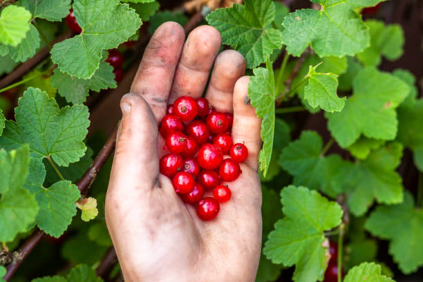 istock Red currant berries in hand of young boy 984050108