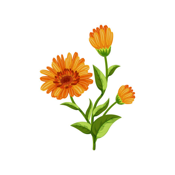 560+ Wild Marigold Background Stock Illustrations, Royalty-Free Vector ...