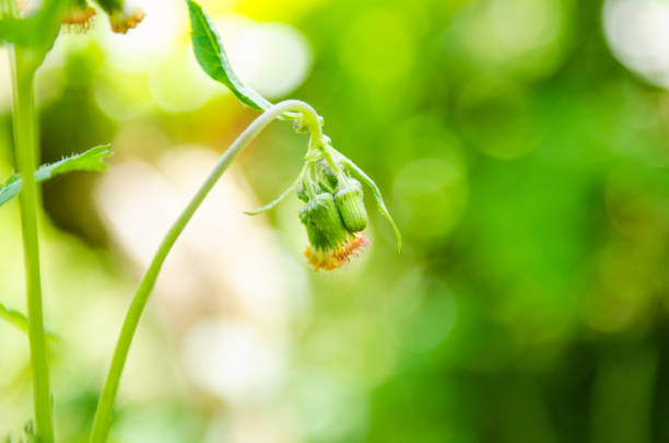 Chinese medicinal plant Polygonum scandens