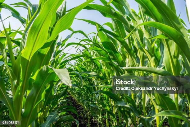 Forti Anche Piante Di Mais Sul Campo Nella Fase Di Formazione Della Roccia Sotto Il Cielo Soleggiato - Fotografie stock e altre immagini di Pannocchia