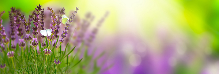 lavender on idyllic background