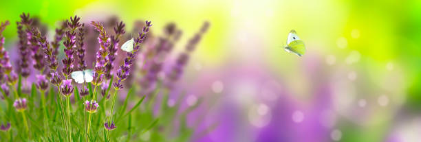 istock lavender and butterflies in sunshine panorama 984060580