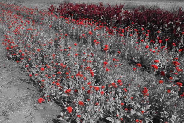 istock A field of red flowers 984060760