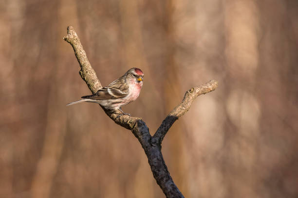 istock Redpoll, Acanthis flammea 984061984