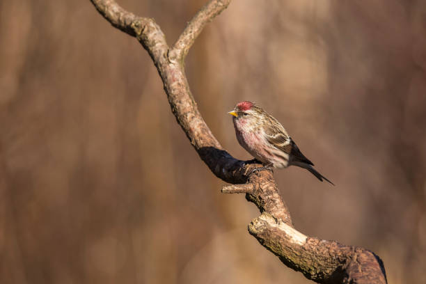 istock Redpoll, Acanthis flammea 984062032